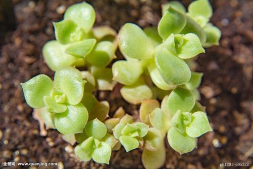 ͻƣйͱ׼ֱ7.7%11.3%